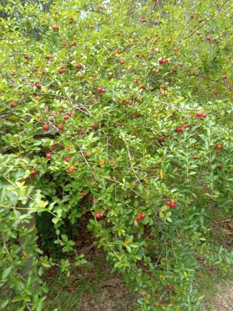 Vendo terrenos em Campo Lindo Seropédica a 100 metros do asfalto - Foto 11