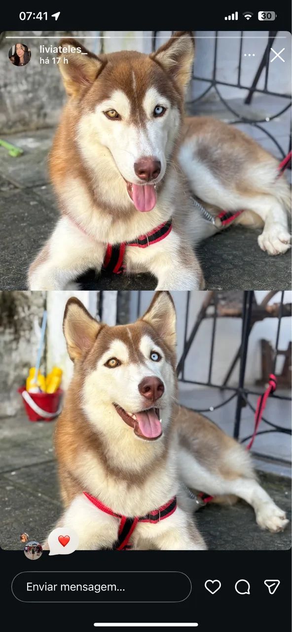 Husky siberiano  - Foto 2