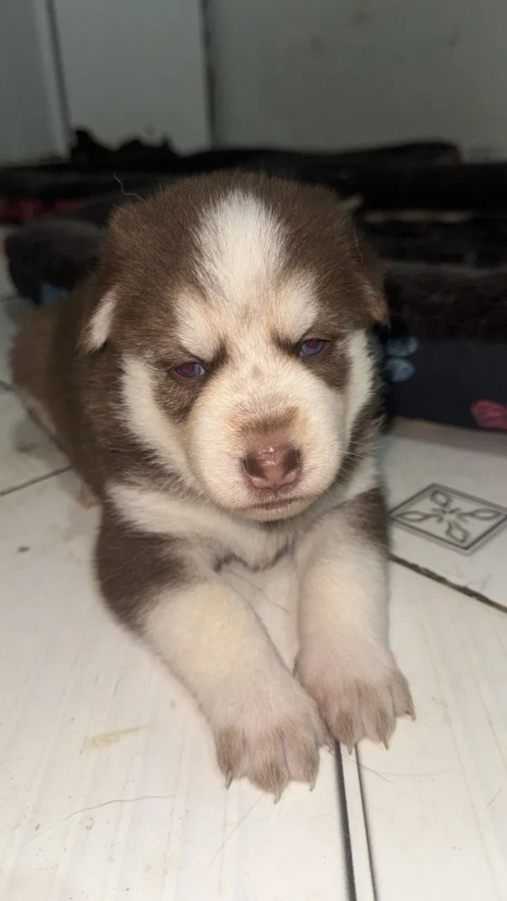 Husky Siberiano - Foto 3