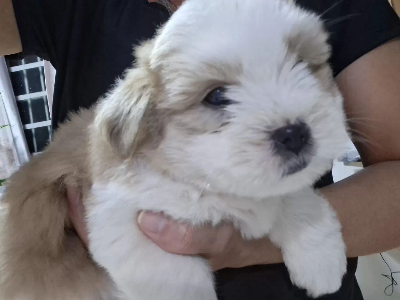 Cachorros 