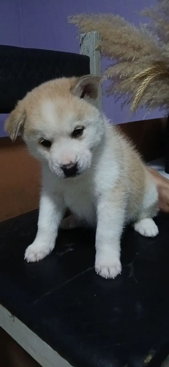 Husky com Malamute  - Foto 4
