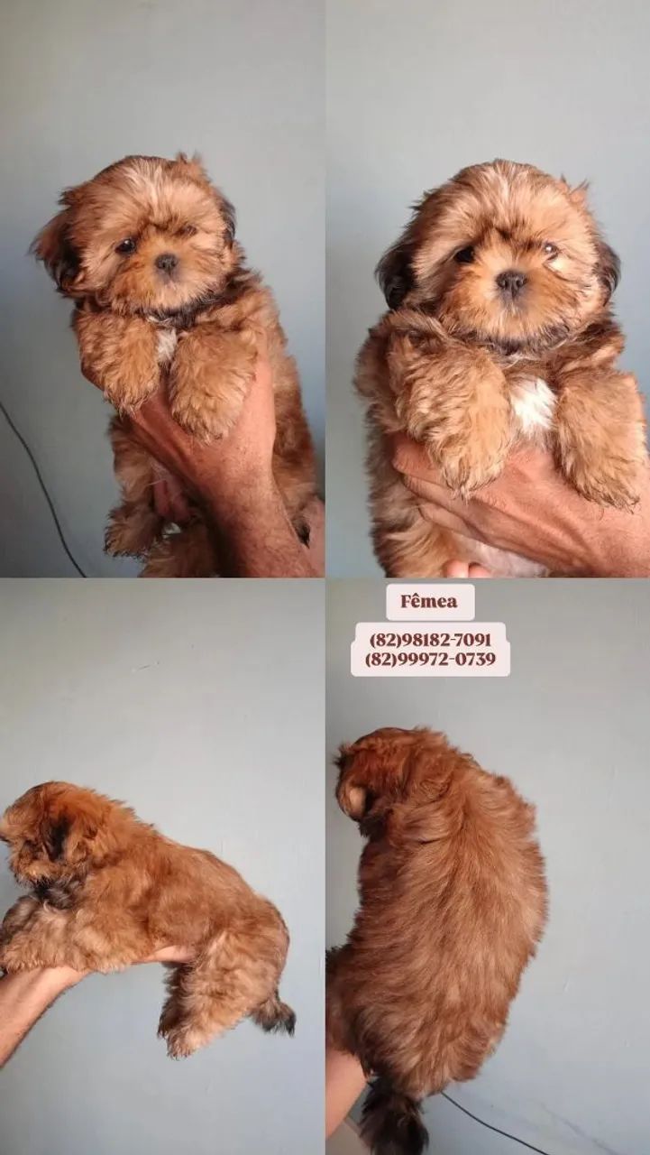 ShihTzu filhotes  - Foto 4