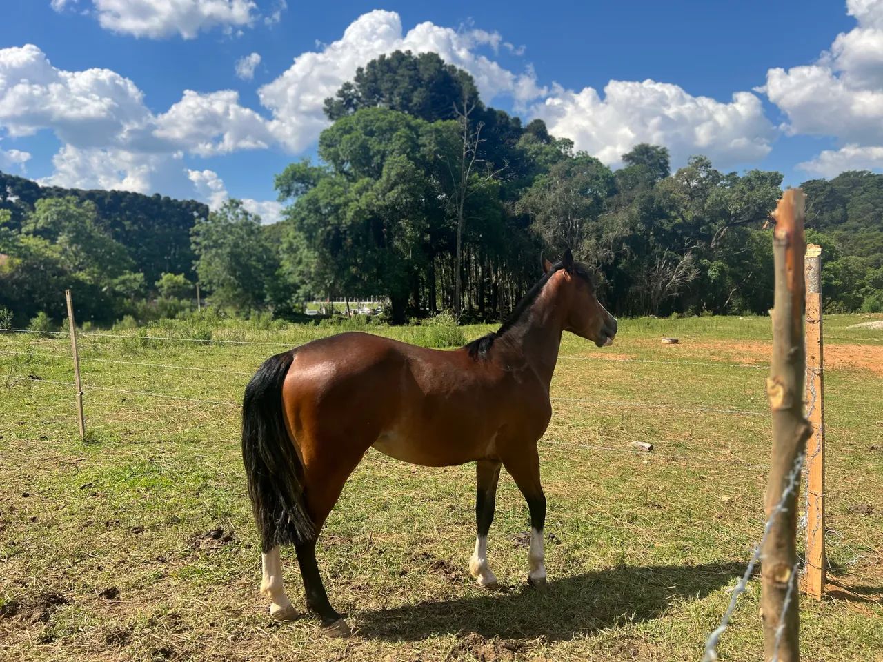 CAVALO CRIOULO - Foto 4