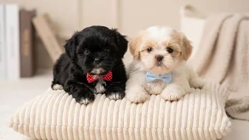 Shihtzu  macho - Foto 3