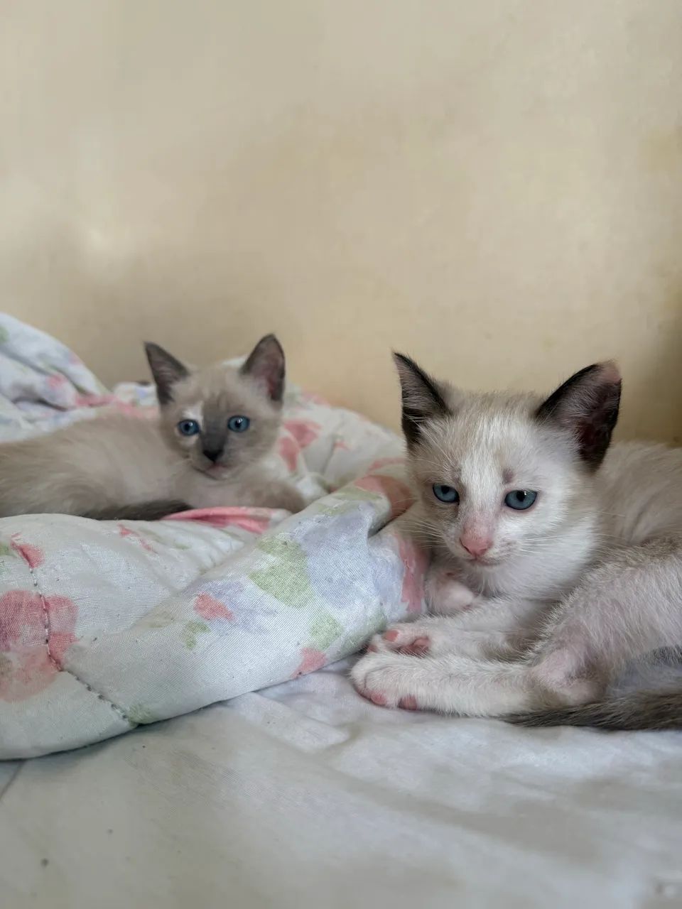 Doação de 2 gatinhas 