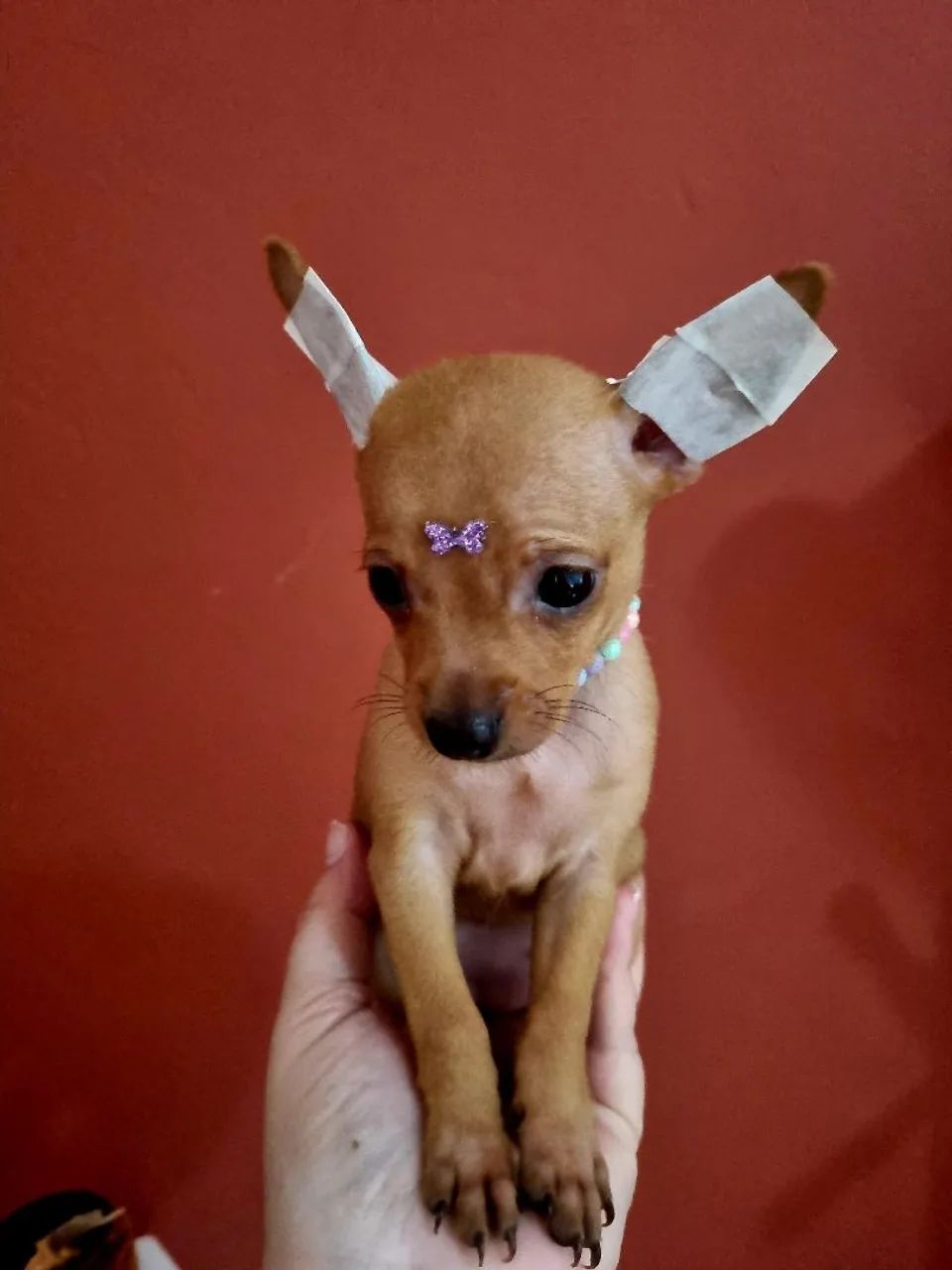 Pinscher mini Fêmea  - Foto 4