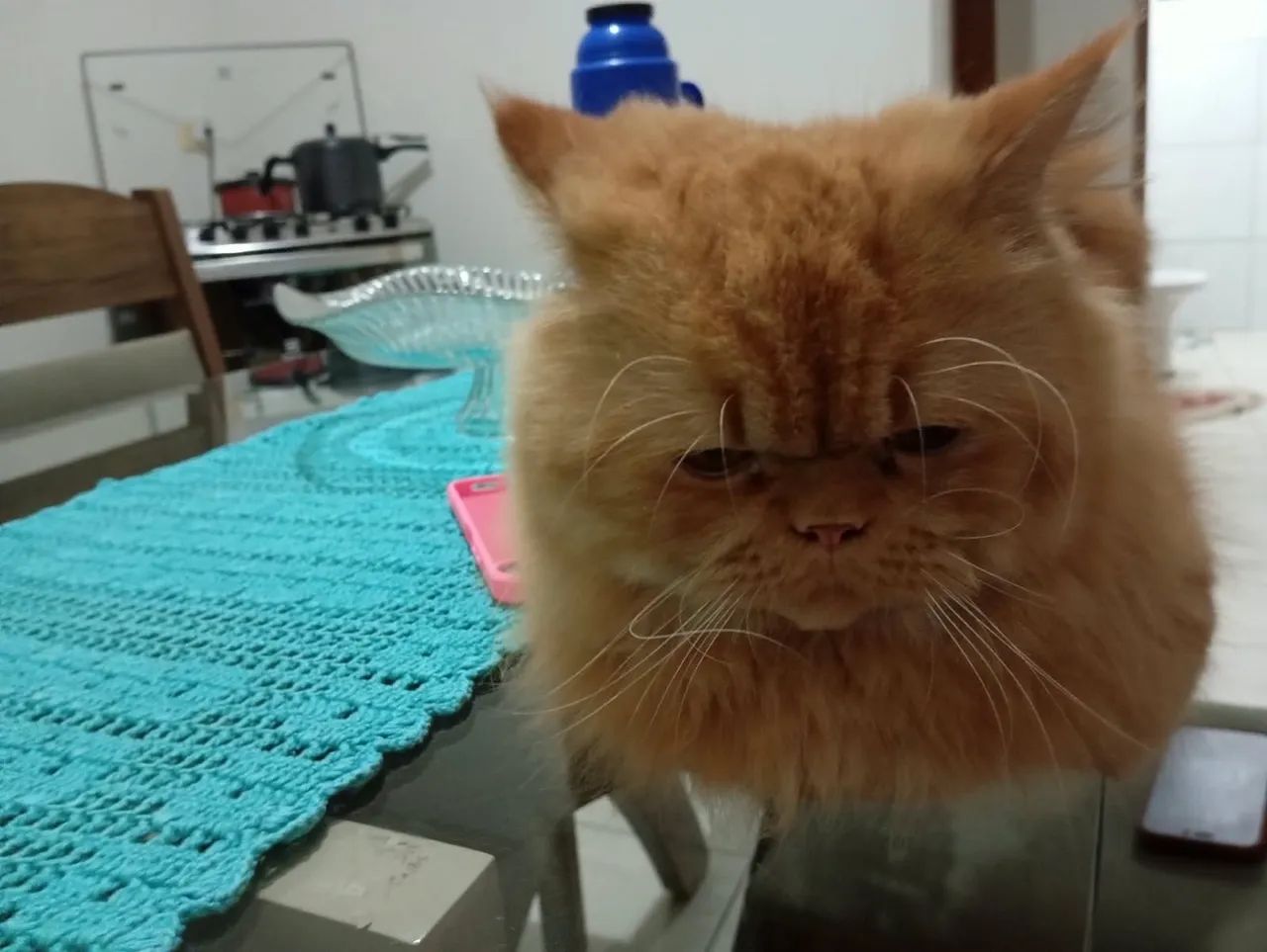 Gato persa - Foto 4