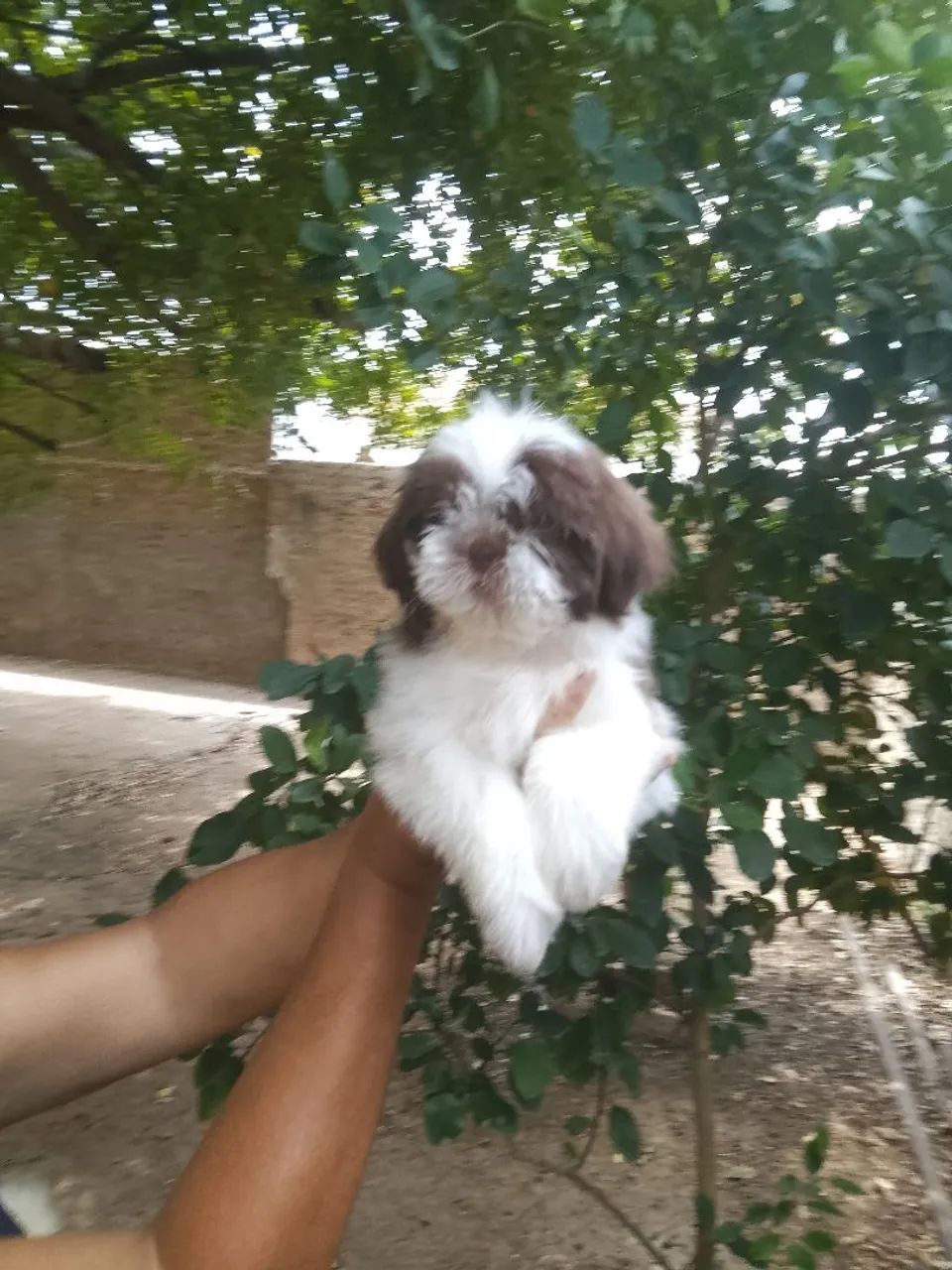 Shih tzu fígado macho - Foto 2