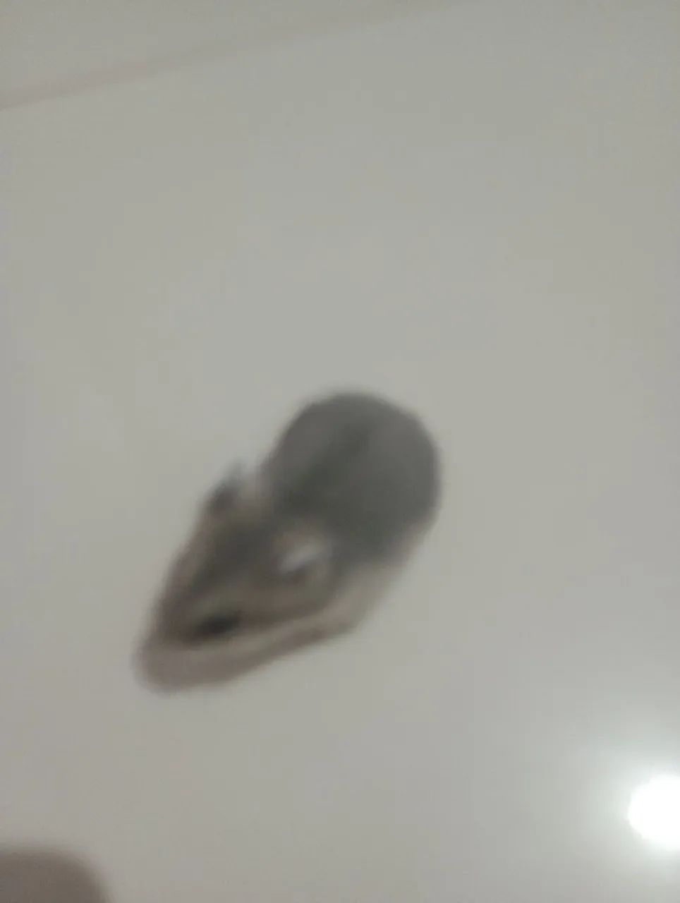 Hamster anão russo  - Foto 2