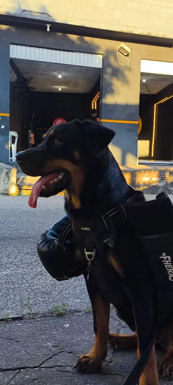 Rottweiler  - Foto 4
