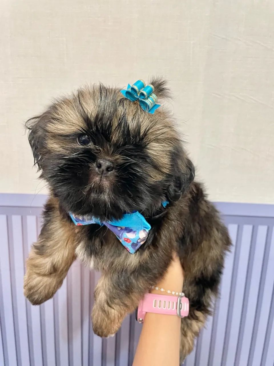 Shih -Tzu Macho
