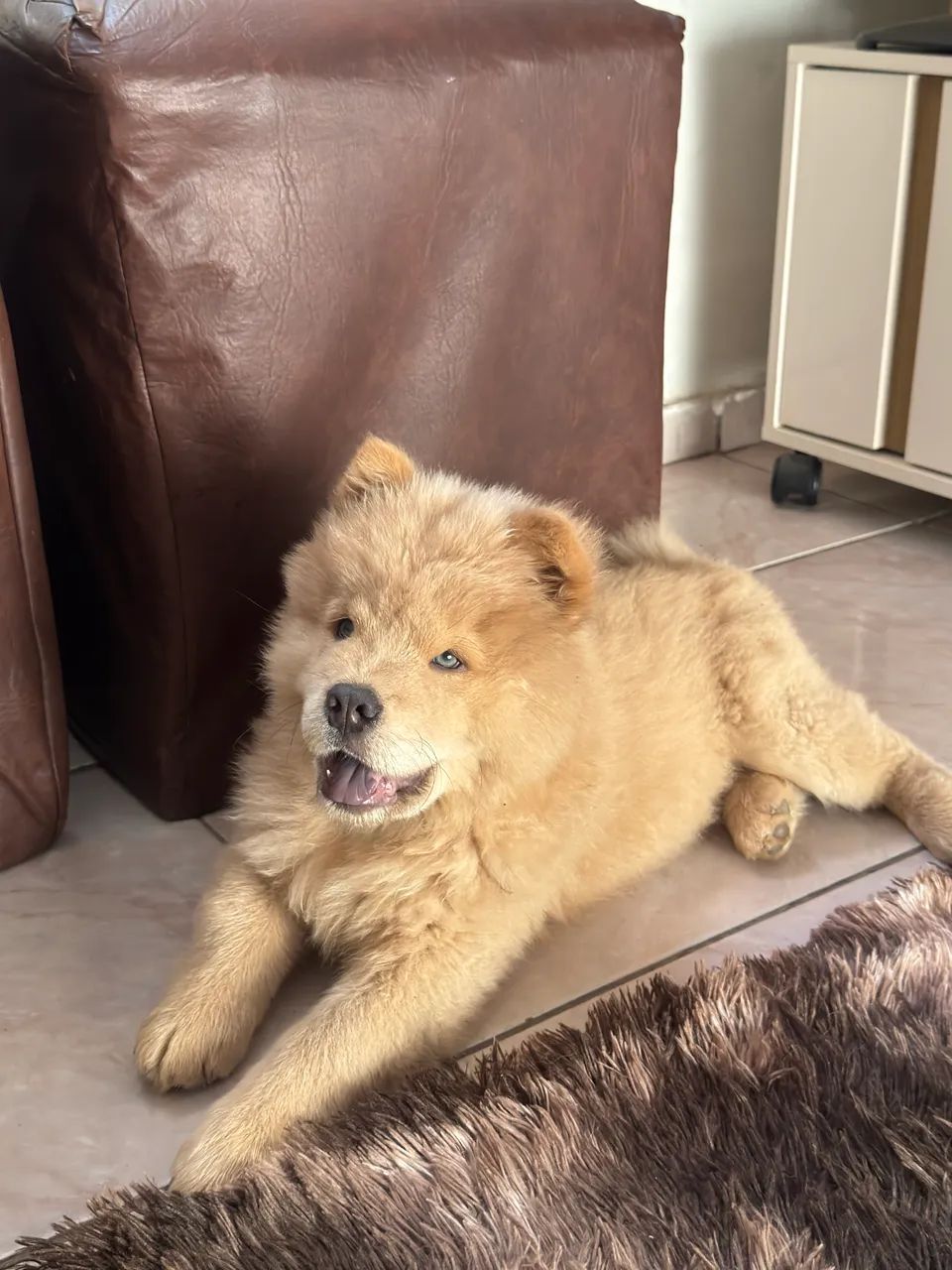 Chow chow macho 