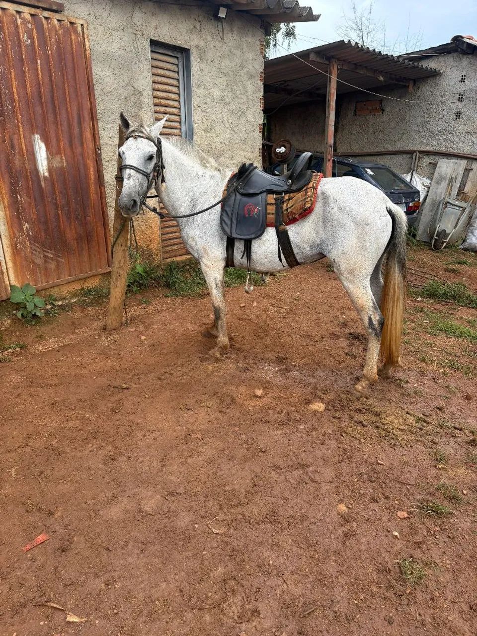 Égua piquirinha montada pra vender  - Foto 3