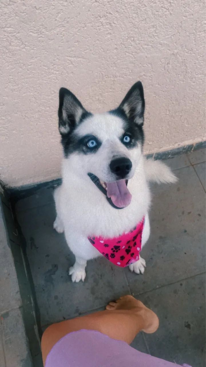 Husky Siberiano- fêmea 3 anos 