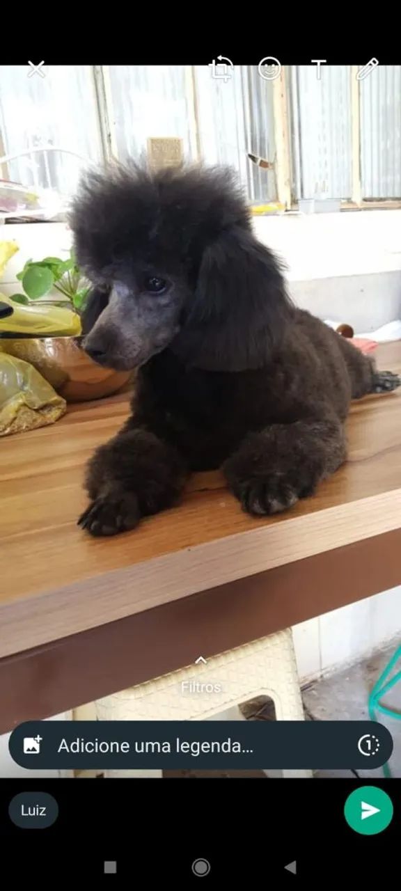 Poodle fêmea  - Foto 3