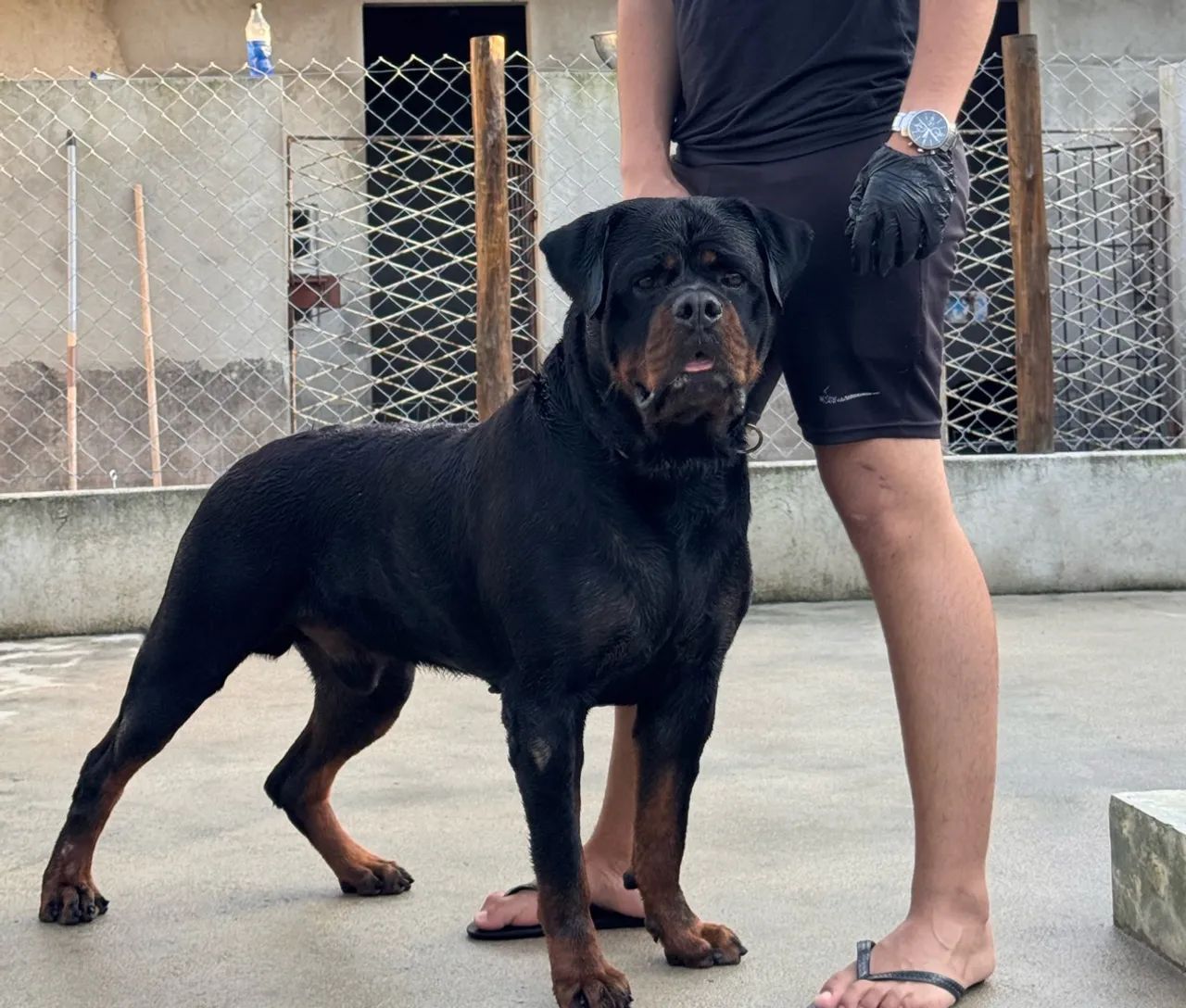 Rottweiler com pedigree.