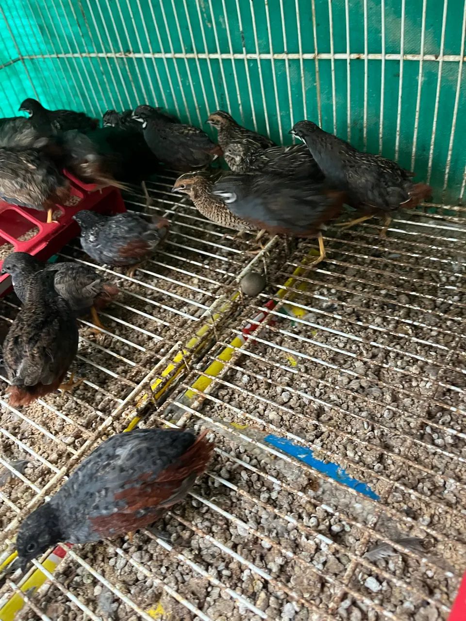 Codornas chinesas  - Foto 2