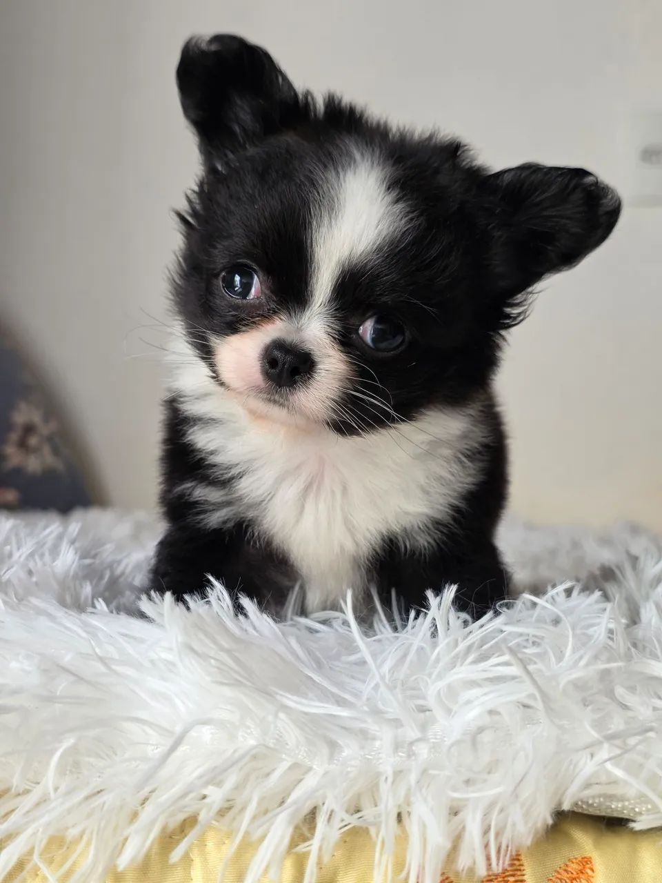 Chihuahua Machinho  - Foto 4