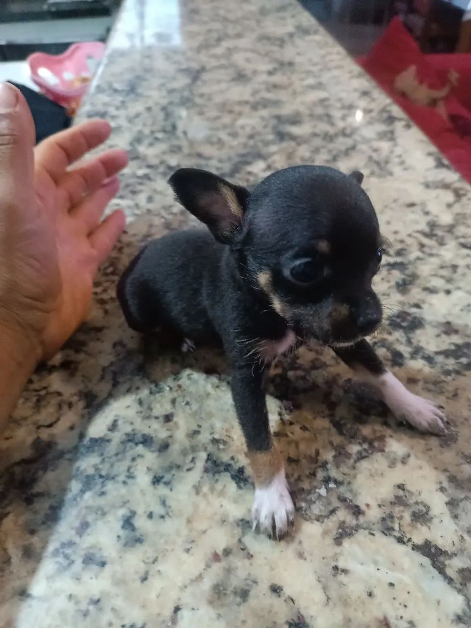 Vendo 