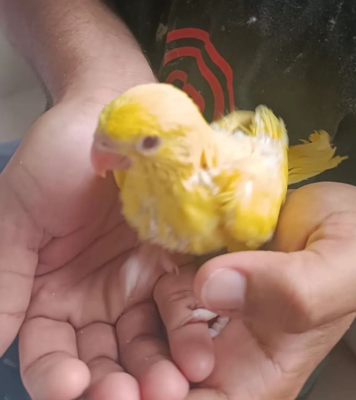 Pet ring