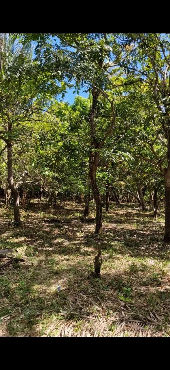 Sitio macajituba av principal - Foto 4