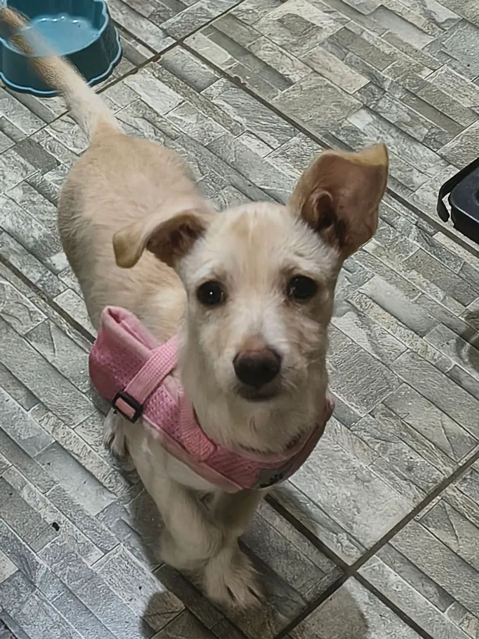 Pinscher  - Foto 2