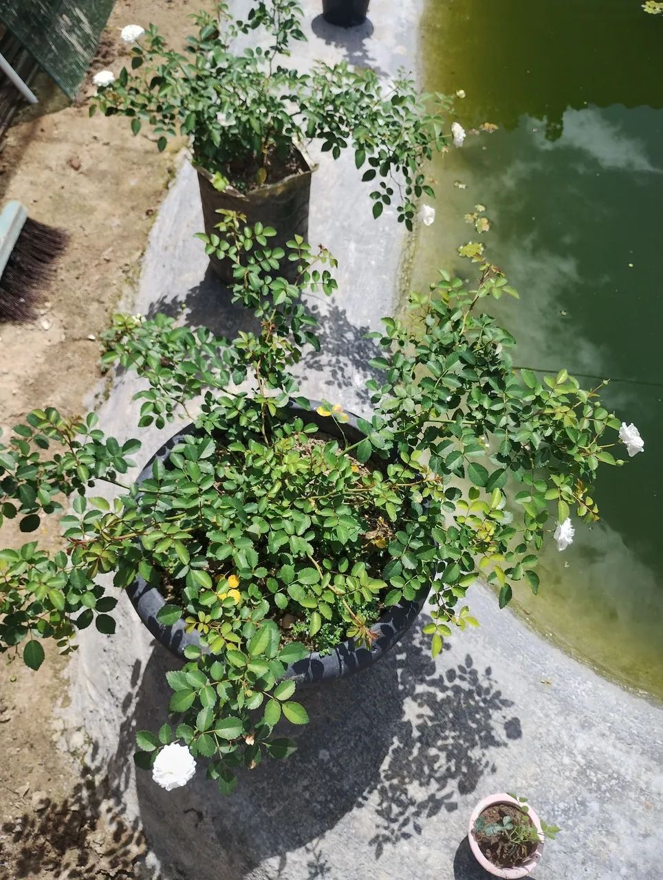 Mudas de rosas  - Foto 4