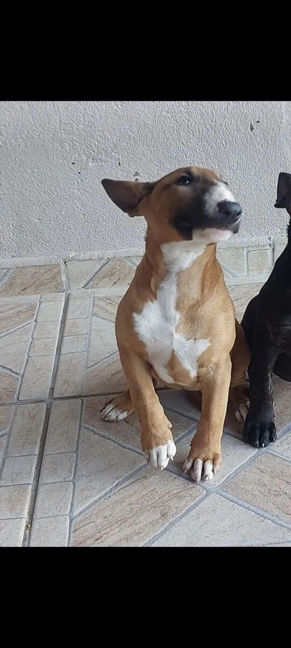 BULL TERRIER INGLÊS  - Foto 4