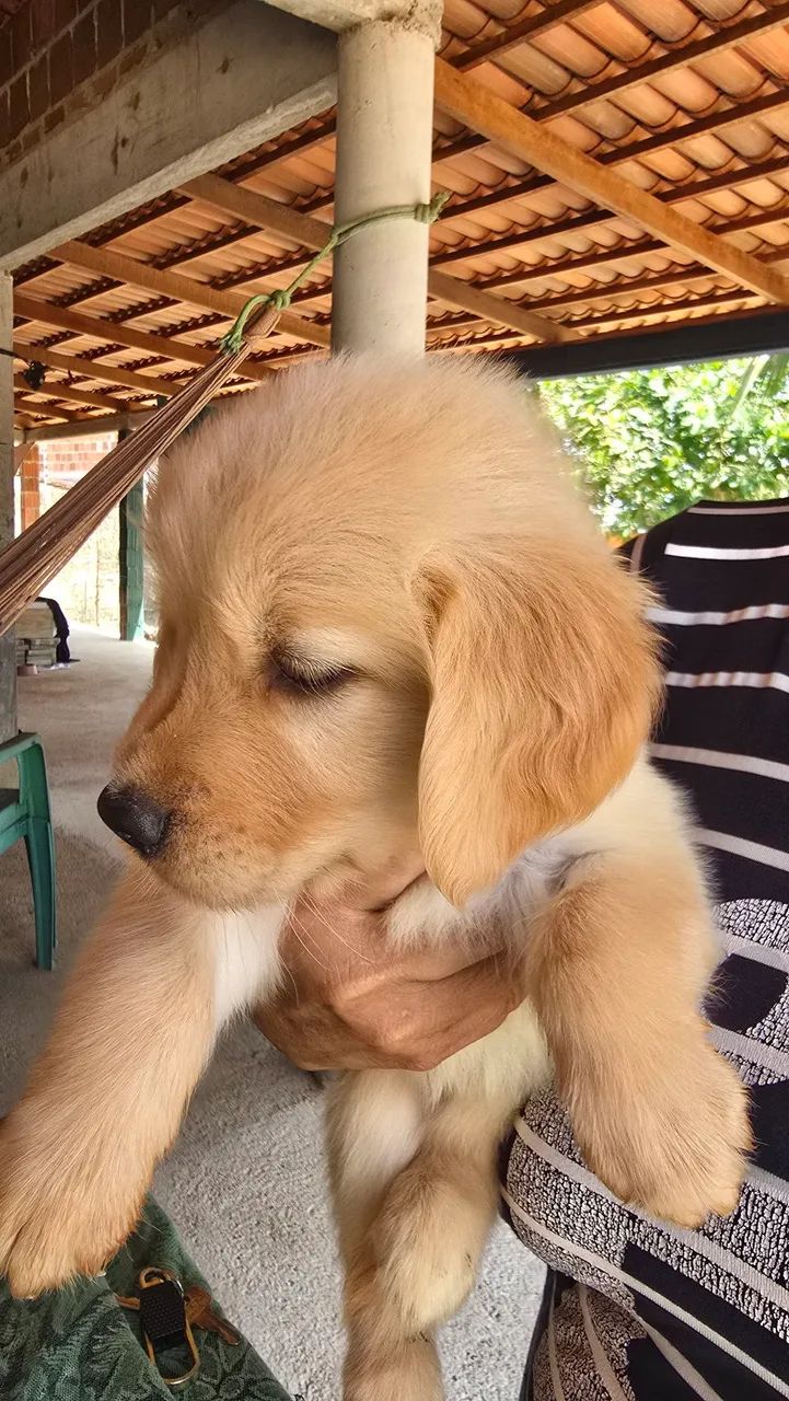 Filhete de Golden Retriever  - Foto 3