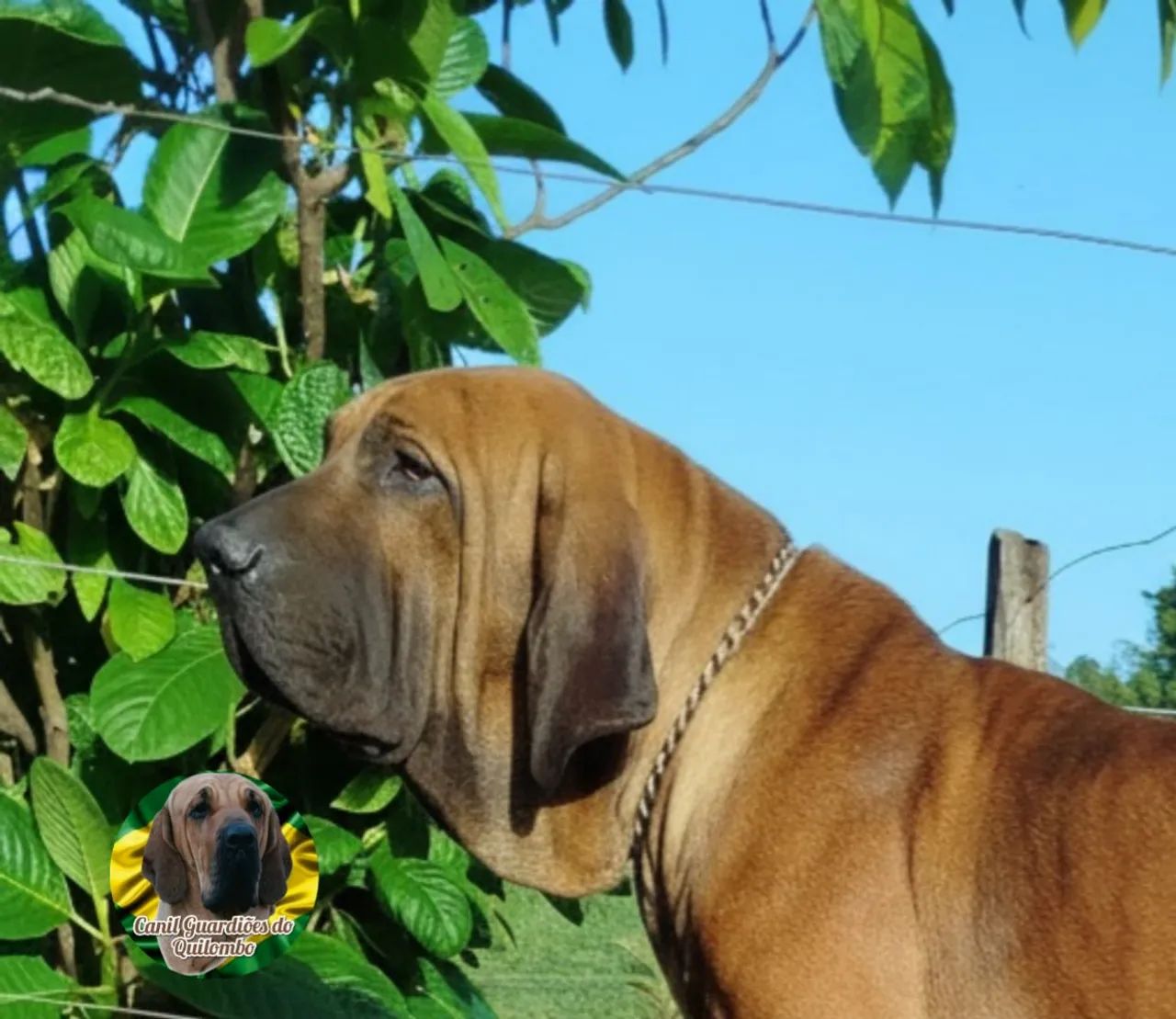 Fila Brasileiro  - Foto 3