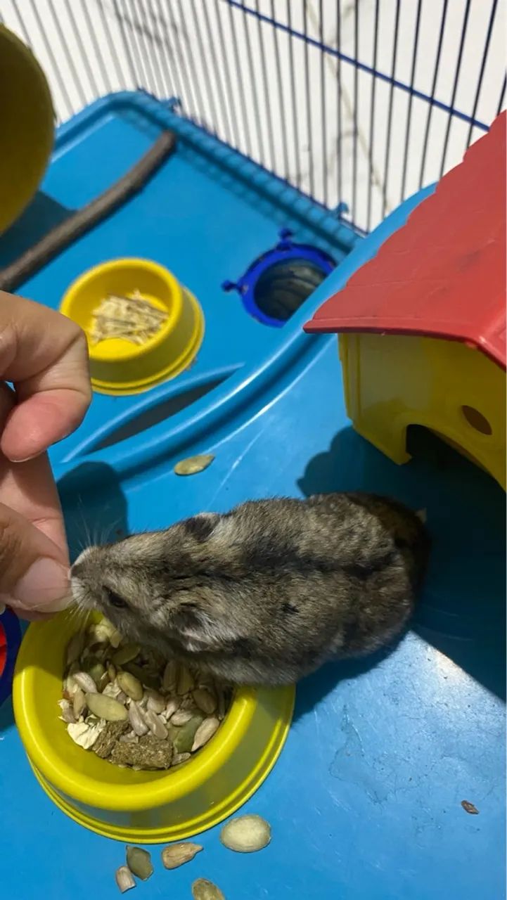 Hamster com gaiola - Foto 2