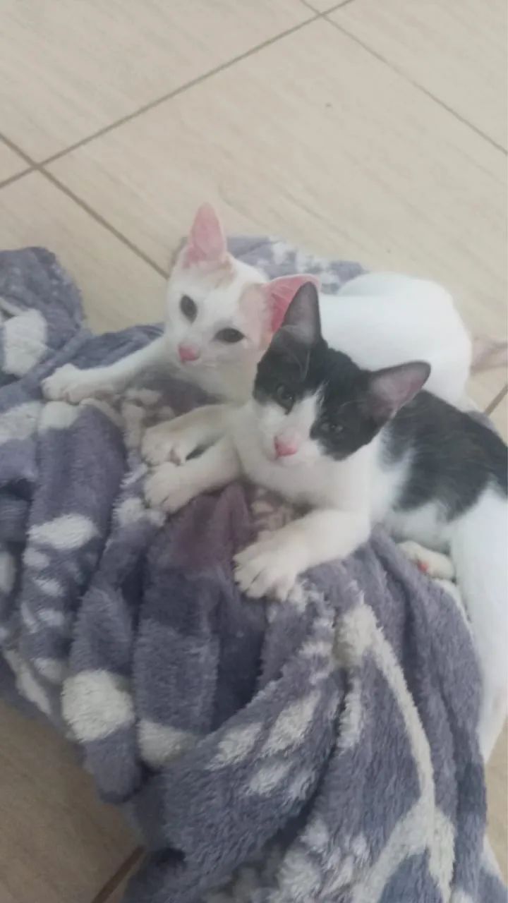 GATOS MACHOS - Foto 3