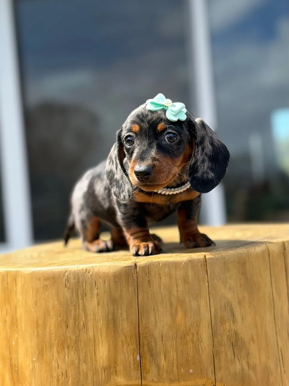 Dachshund Miniatura  - Foto 3