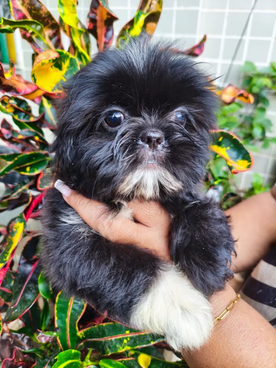 Lhasa com 50 dias vermifugado e vacinado 