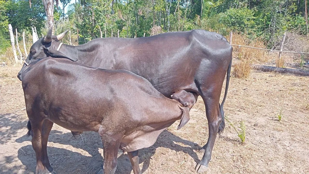 Vendo gado  - Foto 2