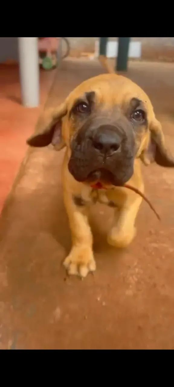 Fila brasileiro 
