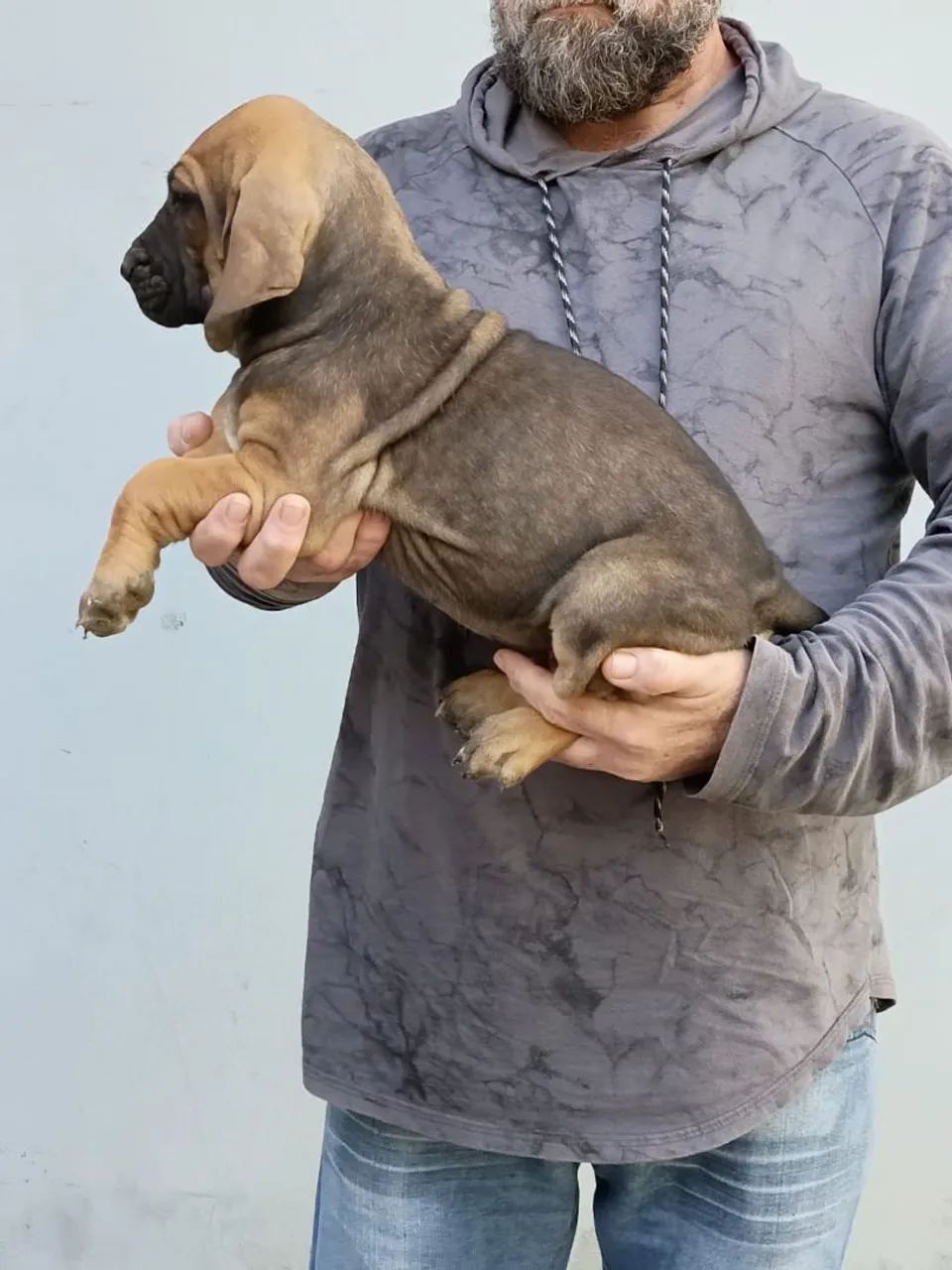 Vendo Fila Brasileiro  - Foto 5