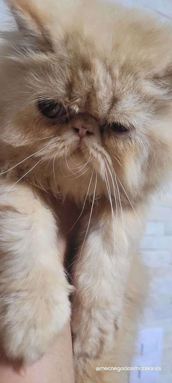 Gato persa65685579400706120