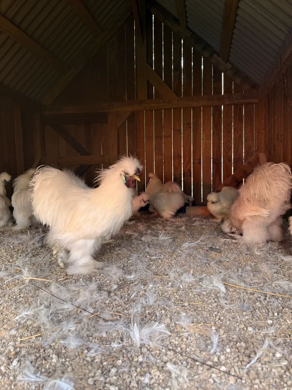 Animal - Foto 2