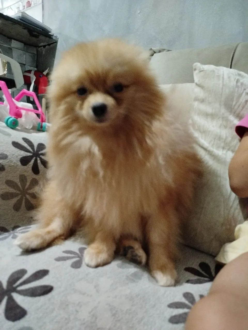 Lulu  - Foto 3