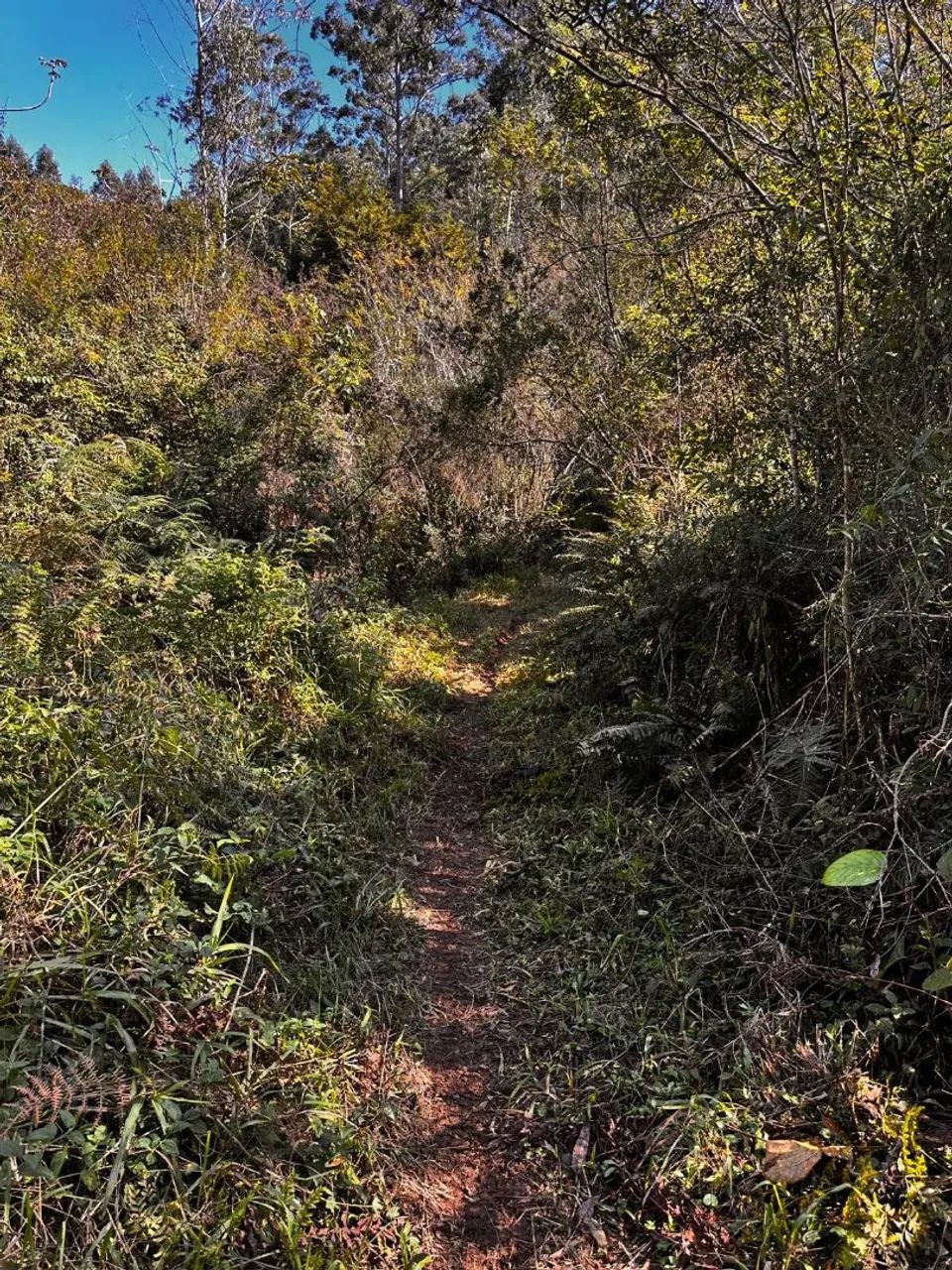 Vendo terreno em Treze de Maio - Foto 3