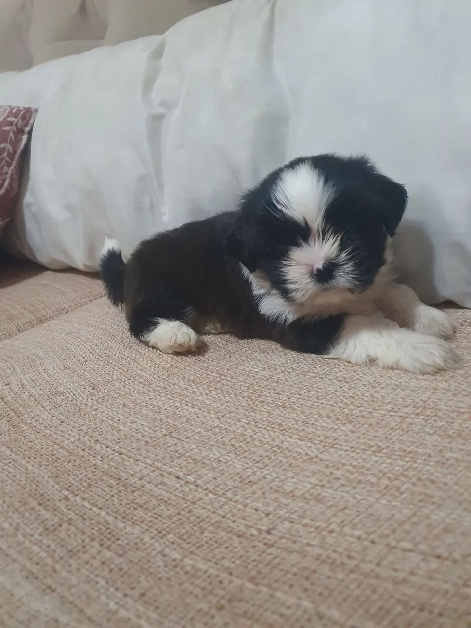 Shitzu macho 35 dias  - Foto 3