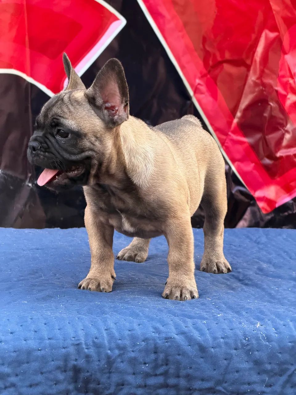 Buldogue francês micro exótico  - Foto 4