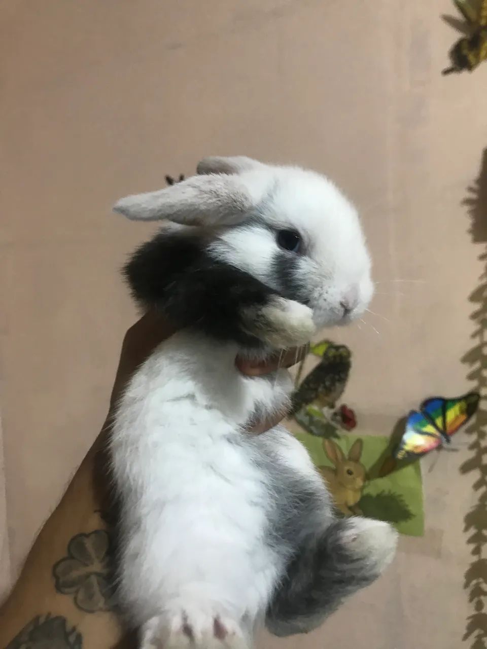 Coelho Mini lop uruguaio super dócil 