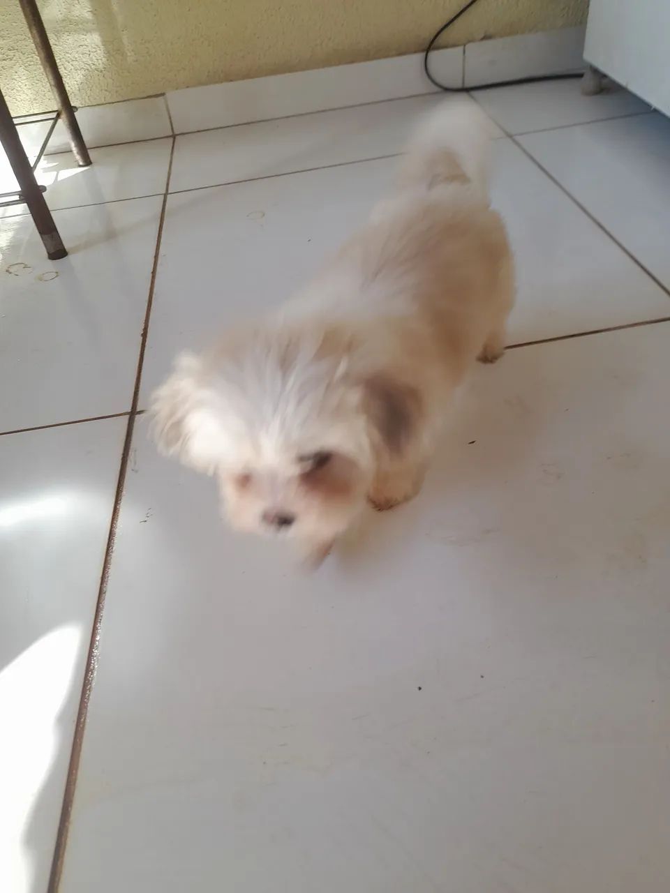 Lhasa apso - Foto 2