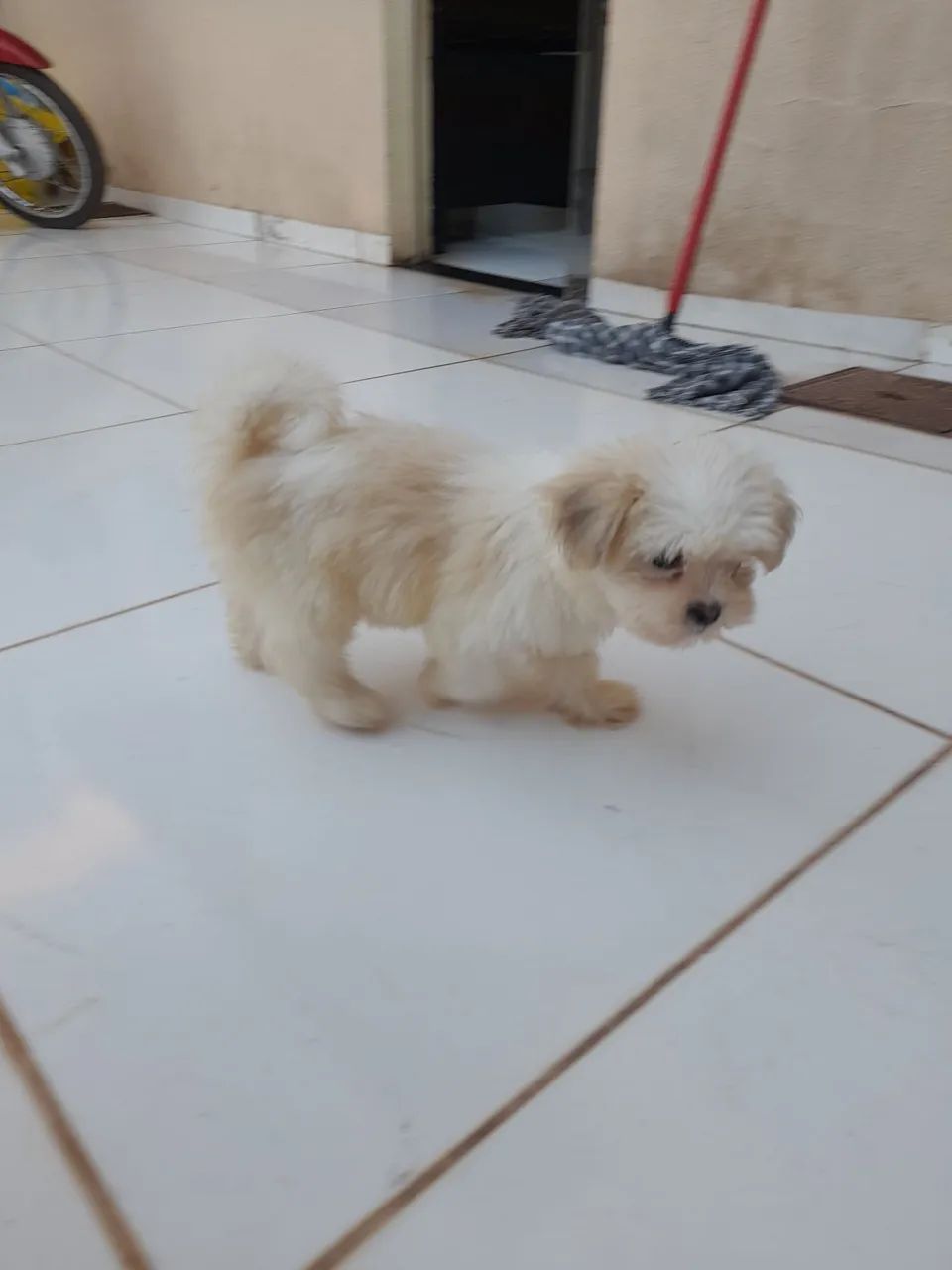 Lhasa apso - Foto 2
