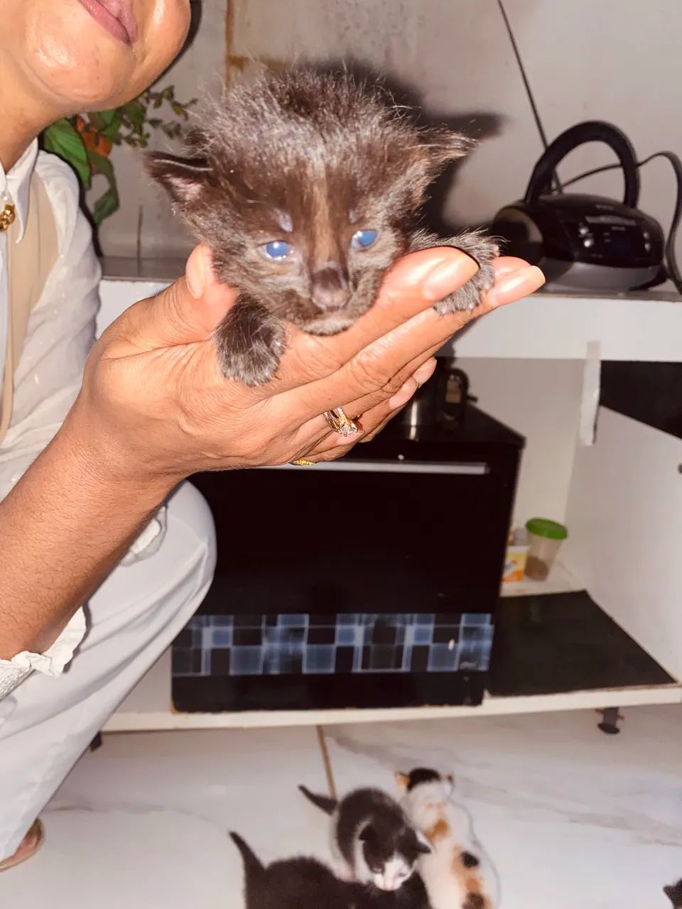 Doação de gatinhos  - Foto 2