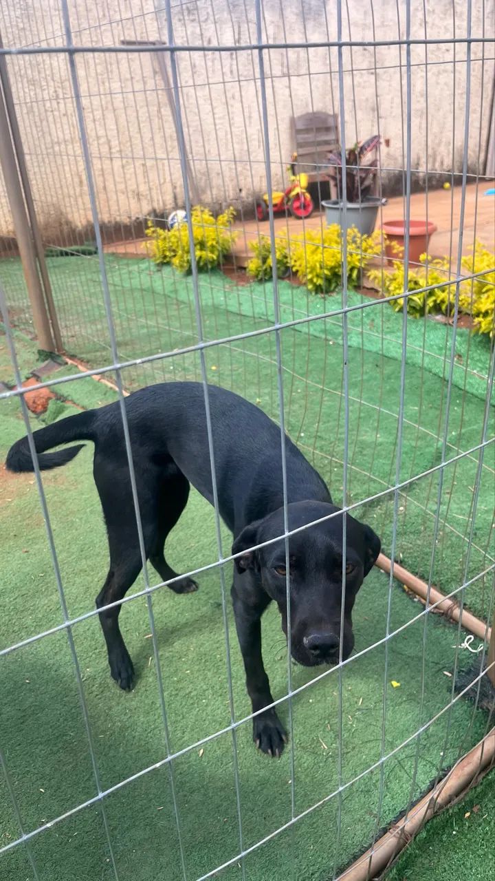 Adoção pet - Foto 4