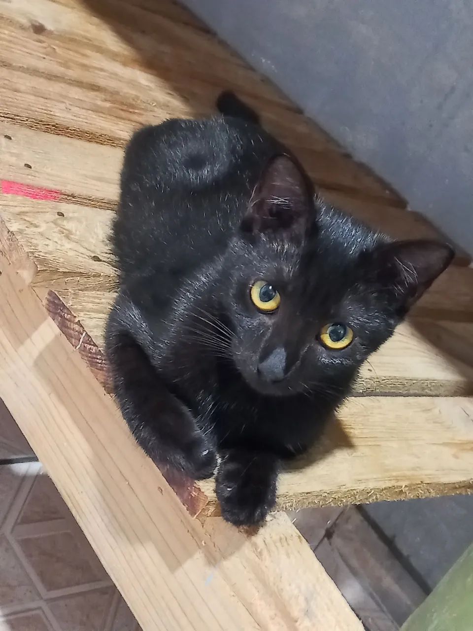 Gata para adoção  - Foto 3