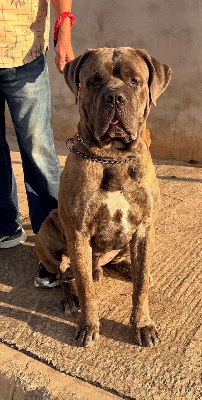 Cane corso macho - Foto 2